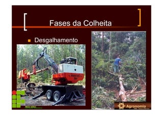 Fases da Colheita
Desgalhamento
Campus Bambuí
 