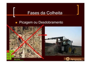 Fases da Colheita
Picagem ou Desdobramento
Campus Bambuí
 
