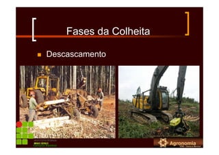 Fases da Colheita
Descascamento
Campus Bambuí
 