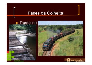 Fases da Colheita
Transporte
Campus Bambuí
 