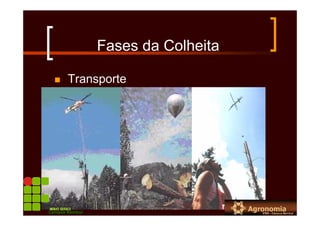 Fases da Colheita
Transporte
Campus Bambuí
 
