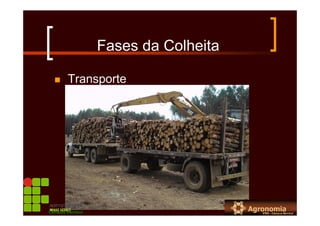 Fases da Colheita
Transporte
Campus Bambuí
 