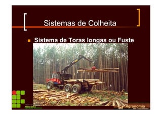 Sistemas de Colheita
Sistema de Toras longas ou Fuste
Campus Bambuí
 