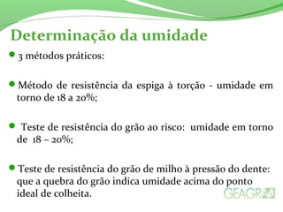 Determinação da umidade
3 métodos práticos:
Método de resistência da espiga à torção - umidade em
torno de 18 a 20%;
 Teste de resistência do grão ao risco: umidade em torno
de 18 – 20%;
Teste de resistência do grão de milho à pressão do dente:
que a quebra do grão indica umidade acima do ponto
ideal de colheita.
 