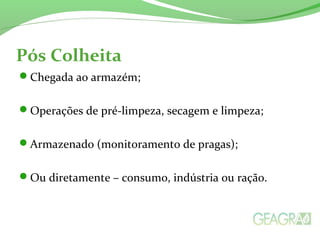 Pós Colheita
Chegada ao armazém;
Operações de pré-limpeza, secagem e limpeza;
Armazenado (monitoramento de pragas);
Ou diretamente – consumo, indústria ou ração.
 