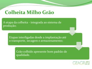 Colheita Milho Grão
 