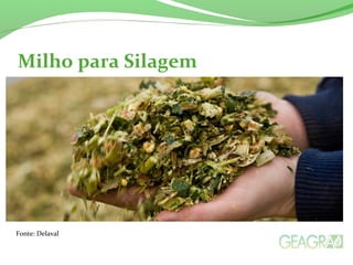 Milho para Silagem
Fonte: Delaval
 