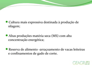 Cultura mais expressiva destinada à produção de
silagem;
Altas produções matéria seca (MS) com alta
concentração energética;
Reserva de alimento -arraçoamento de vacas leiteiras
e confinamentos de gado de corte.
 