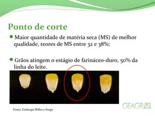 Ponto de corte
Maior quantidade de matéria seca (MS) de melhor
qualidade, teores de MS entre 32 e 38%;
Grãos atingem o estágio de farináceo-duro, 50% da
linha do leite.
Fonte: Embrapa Milho e Sorgo
 