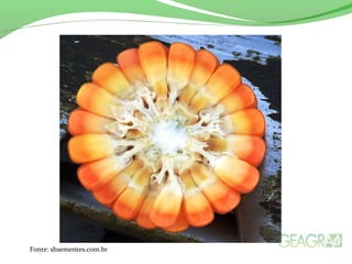 Fonte: shsementes.com.br
 