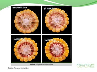 Fonte: Pioneer Sementes
 