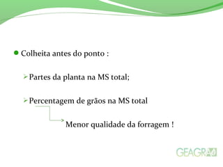 Colheita antes do ponto :
Partes da planta na MS total;
Percentagem de grãos na MS total
Menor qualidade da forragem !
 