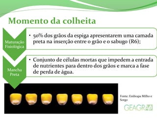 Momento da colheita
Fonte: Embrapa Milho e
Sorgo
 