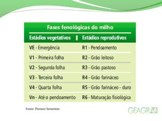 Fonte: Pioneer Sementes
 