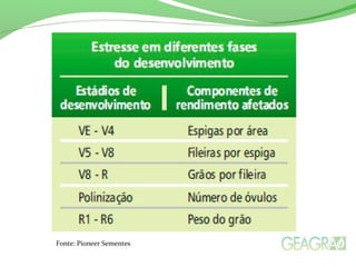 Fonte: Pioneer Sementes
 