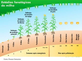 Hora Certa para colheita
Fonte: Pioneer Sementes
 