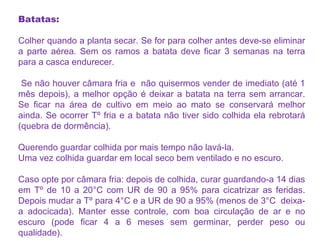 Batatas:
Colher quando a planta secar. Se for para colher antes deve-se eliminar
a parte aérea. Sem os ramos a batata deve ficar 3 semanas na terra
para a casca endurecer.
Se não houver câmara fria e não quisermos vender de imediato (até 1
mês depois), a melhor opção é deixar a batata na terra sem arrancar.
Se ficar na área de cultivo em meio ao mato se conservará melhor
ainda. Se ocorrer Tº fria e a batata não tiver sido colhida ela rebrotará
(quebra de dormência).
Querendo guardar colhida por mais tempo não lavá-la.
Uma vez colhida guardar em local seco bem ventilado e no escuro.
Caso opte por câmara fria: depois de colhida, curar guardando-a 14 dias
em Tº de 10 a 20°C com UR de 90 a 95% para cicatrizar as feridas.
Depois mudar a Tº para 4°C e a UR de 90 a 95% (menos de 3°C deixa-
a adocicada). Manter esse controle, com boa circulação de ar e no
escuro (pode ficar 4 a 6 meses sem germinar, perder peso ou
qualidade).
 