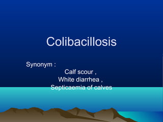 Colibacillosis
Synonym :
Calf scour ,
White diarrhea ,
Septicaemia of calves
 