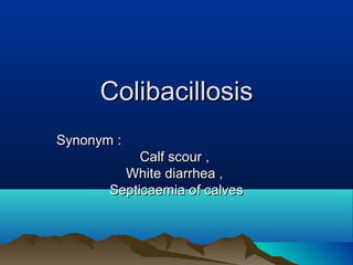 ColibacillosisColibacillosis
Synonym :Synonym :
Calf scour ,Calf scour ,
White diarrhea ,White diarrhea ,
Septicaemia of calvesSepticaemia of calves
 