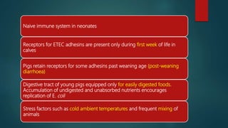 Naive immune system in neonates
Receptors for ETEC adhesins are present only during first week of life in
calves
Pigs retain receptors for some adhesins past weaning age (post-weaning
diarrhoea)
Digestive tract of young pigs equipped only for easily digested foods.
Accumulation of undigested and unabsorbed nutrients encourages
replication of E. coli
Stress factors such as cold ambient temperatures and frequent mixing of
animals
 