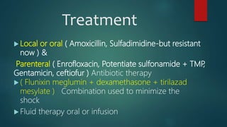 Treatment
 Local or oral ( Amoxicillin, Sulfadimidine-but resistant
now ) &
Parenteral ( Enrofloxacin, Potentiate sulfonamide + TMP,
Gentamicin, ceftiofur ) Antibiotic therapy
 ( Flunixin meglumin + dexamethasone + tirilazad
mesylate ) Combination used to minimize the
shock
 Fluid therapy oral or infusion
 