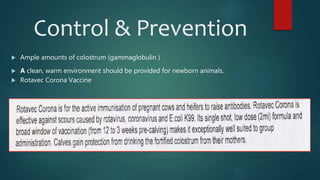 Control & Prevention
 Ample amounts of colostrum (gammaglobulin )
 A clean, warm environment should be provided for newborn animals.
 Rotavec Corona Vaccine
 