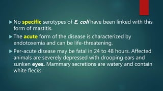  No specific serotypes of E, coli have been linked with this
form of mastitis.
 The acute form of the disease is characterized by
endotoxemia and can be life-threatening.
 Per-acute disease may be fatal in 24 to 48 hours. Affected
animals are severely depressed with drooping ears and
sunken eyes. Mammary secretions are watery and contain
white flecks.
 