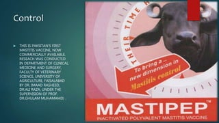 Control
 THIS IS PAKSITAN'S FIRST
MASTITIS VACCINE, NOW
COMMERCIALLY AVAILABLE.
RESEACH WAS CONDUCTED
IN DEPARTMENT OF CLINICAL
MEDICINE AND SURGERY,
FACULTY OF VETERINARY
SCIENCE, UNIVERSITY OF
AGRICULTURE, FAISALABAD
BY DR. IMAAD RASHEED,
DR.ALI RAZA, UNDER THE
SUPERVISION OF PROF.
DR.GHULAM MUHAMAMD) .
 