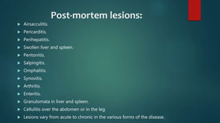 Post-mortem lesions:
 Airsacculitis.
 Pericarditis.
 Perihepatitis.
 Swollen liver and spleen.
 Peritonitis.
 Salpingitis.
 Omphalitis.
 Synovitis.
 Arthritis.
 Enteritis.
 Granulomata in liver and spleen.
 Cellulitis over the abdomen or in the leg.
 Lesions vary from acute to chronic in the various forms of the disease.
 
