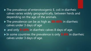  The prevalence of enterotoxigenic E. coli in diarrheic
calves varies widely geographically, between herds and
depending on the age of the animals.
 The prevalence can be as high as 50-60% in diarrheic
calves under 3 days of age
 and only 5-10% in diarrheic calves 8 days of age.
 In some countries the prevalence is only 5-8% in diarrheic
calves under 3 days of age.
 