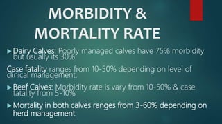 MORBIDITY &
MORTALITY RATE
 Dairy Calves: Poorly managed calves have 75% morbidity
but usually its 30%.
Case fatality ranges from 10-50% depending on level of
clinical management.
 Beef Calves: Morbidity rate is vary from 10-50% & case
fatality from 5-10%
 Mortality in both calves ranges from 3-60% depending on
herd management
 