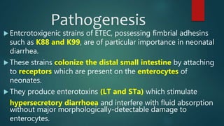 Pathogenesis
 Entcrotoxigenic strains of ETEC, possessing fimbrial adhesins
such as K88 and K99, are of particular importance in neonatal
diarrhea.
 These strains colonize the distal small intestine by attaching
to receptors which are present on the enterocytes of
neonates.
 They produce enterotoxins (LT and STa) which stimulate
hypersecretory diarrhoea and interfere with fluid absorption
without major morphologically-detectable damage to
enterocytes.
 