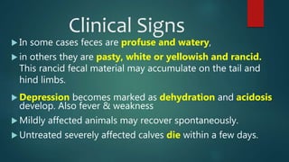Clinical Signs
 In some cases feces are profuse and watery,
 in others they are pasty, white or yellowish and rancid.
This rancid fecal material may accumulate on the tail and
hind limbs.
 Depression becomes marked as dehydration and acidosis
develop. Also fever & weakness
 Mildly affected animals may recover spontaneously.
 Untreated severely affected calves die within a few days.
 