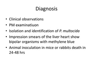 Bipolar Rabbit Colibacillosis | PPTX