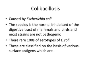 Colibacillosis
• Caused by Escherichia coli
• The species is the normal inhabitant of the
digestive tract of mammals and birds and
most strains are not pathogenic
• There rare 100s of serotypes of E.coli
• These are classified on the basis of various
surface antigens which are
 