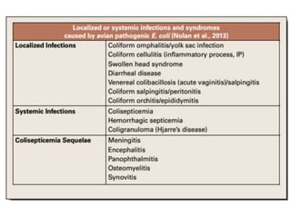 Colibacillosis
