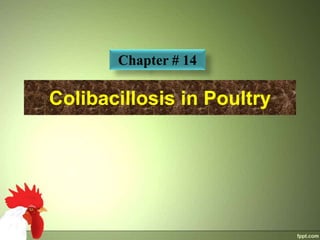 Colibacillosis in Poultry
Chapter # 14
 