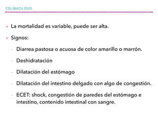 COLIBACILOSIS
▸ La mortalidad es variable, puede ser alta.
▸ Signos:
- Diarrea pastosa o acuosa de color amarillo o marrón.
- Deshidratación
- Dilatación del estómago
- Dilatación del intestino delgado con algo de congestión.
- ECET: shock, congestión de paredes del estómago e
intestino, contenido intestinal con sangre.
 