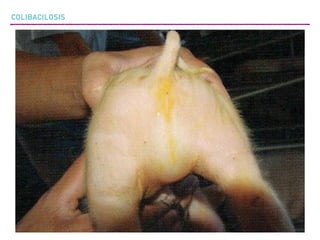 COLIBACILOSIS
 