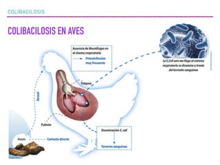 COLIBACILOSIS
COLIBACILOSIS EN AVES
 