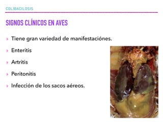 COLIBACILOSIS
SIGNOS CLÍNICOS EN AVES
▸ Tiene gran variedad de manifestaciónes.
▸ Enteritis
▸ Artritis
▸ Peritonitis
▸ Infección de los sacos aéreos.
 