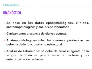 COLIBACILOSIS
DIAGNÓSTICO
▸ Se basa en los datos epidemiológicos, clínicos,
anatomopatológicos y análisis de laboratorio.
▸ Clínicamente: presencia de diarrea acuosa.
▸ Anatomopatológicamente: las diarreas producidas se
deben a daño funcional y no estructural.
▸ Análisis de Laboratorio: se debe de aislar el agente de la
sangre. También se puede aislar la bacteria y las
enterotoxinas de las heces.
 