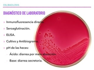 COLIBACILOSIS
DIAGNÓSTICO DE LABORATORIO
▸ Inmunoﬂuoresencia directa.
▸ Seroaglutinación.
▸ ELISA.
▸ Cultivo y Antibiograma.
▸ pH de las heces:
- Ácido: diarrea por mala absorción.
- Base: diarrea secretoria.
 