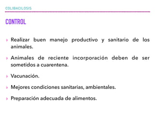 COLIBACILOSIS
CONTROL
▸ Realizar buen manejo productivo y sanitario de los
animales.
▸ Animales de reciente incorporación deben de ser
sometidos a cuarentena.
▸ Vacunación.
▸ Mejores condiciones sanitarias, ambientales.
▸ Preparación adecuada de alimentos.
 