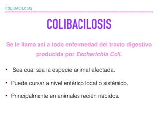 COLIBACILOSIS
Se le llama así a toda enfermedad del tracto digestivo
producida por Escherichia Coli.
• Sea cual sea la especie animal afectada.
• Puede cursar a nivel entérico local o sistémico.
• Principalmente en animales recién nacidos.
COLIBACILOSIS
 