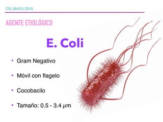 COLIBACILOSIS
AGENTE ETIOLÓGICO
E. Coli
• Gram Negativo
• Móvil con ﬂagelo
• Cocobacilo
• Tamaño: 0.5 - 3.4 µm
 
