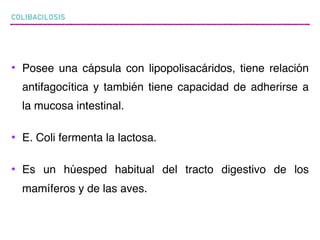 COLIBACILOSIS
• Posee una cápsula con lipopolisacáridos, tiene relación
antifagocítica y también tiene capacidad de adherirse a
la mucosa intestinal.
• E. Coli fermenta la lactosa.
• Es un húesped habitual del tracto digestivo de los
mamíferos y de las aves.
 