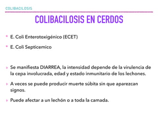 COLIBACILOSIS
COLIBACILOSIS EN CERDOS
• E. Coli Enterotoxigénico (ECET)
• E. Coli Septicemico
▸ Se maniﬁesta DIARREA, la intensidad depende de la virulencia de
la cepa involucrada, edad y estado inmunitario de los lechones.
▸ A veces se puede producir muerte súbita sin que aparezcan
signos.
▸ Puede afectar a un lechón o a toda la camada.
 