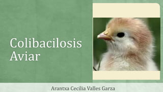 Colibacilosis
Aviar
Arantxa Cecilia Valles Garza
 