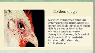 Epidemiología
Suele ser considerada como una
enfermedad secundaria, originada
por un estado de inmunodepresión
debida a otras enfermedades
víricas o bacterianas como
Bronquitis Infecciosa, Enfermedad
de Newcastle, Enfermedad de
Gumboro, Micoplasmosis,
Clostridiosis, etc.
 